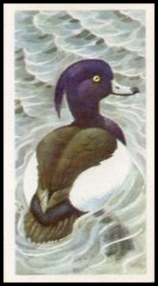 44 Tufted Duck